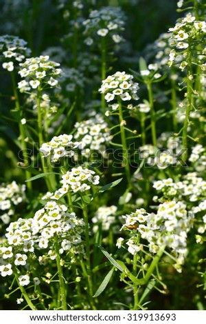 flower/White flowers green grass in my garden