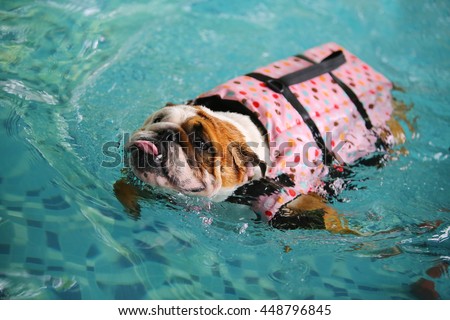 english bulldog swimming vest