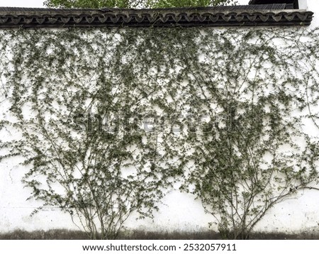Similar – Image, Stock Photo Vine Architecture