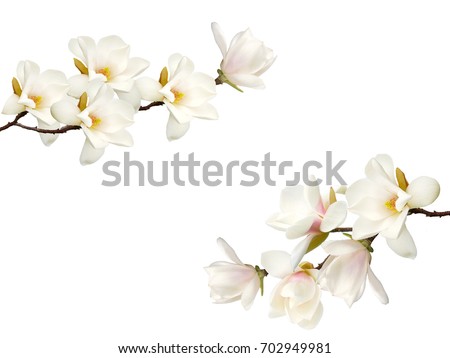 Photo of Beautiful magnolia flower bouquet isolated on white background.