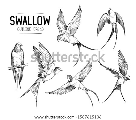 Set of a flying swallows. Hand drawn illustration converted to vector. Outline with transparent background Сток-фото © 