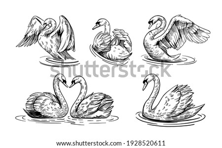 A sketch of a swan. Set of illustrations swans on water. Hand drawn converted to vector. black outline on transparent background