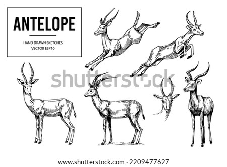 Antelopes set, gazelle, springbock, hand drawn vector sketch.