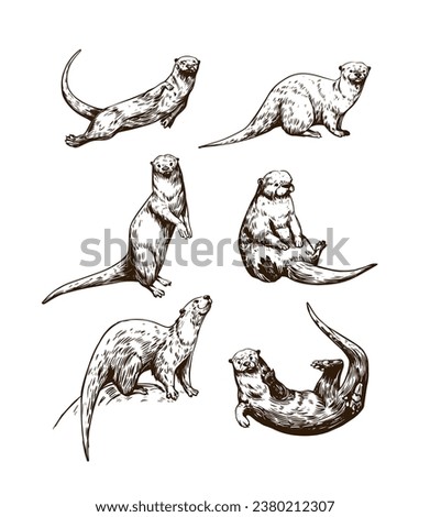 Otter set of vector illustrations. Hand drawn sketch, vintage style