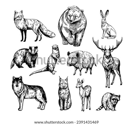 Forest animals. Set of realistic vector illustrations. Hand drawn sketches. fox, wolf, elk, bear, badger, raccoon, hare, wild boar, deer, lynx