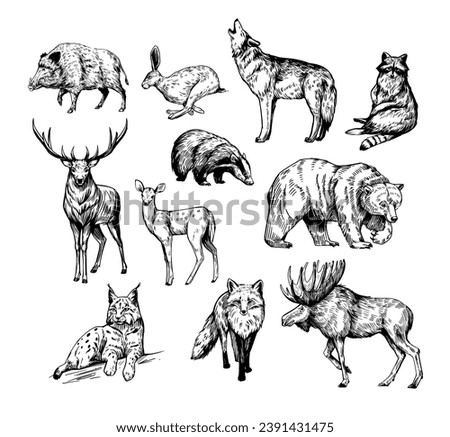 Forest animals. Set of realistic vector illustrations. Hand drawn sketches. fox, wolf, elk, bear, badger, raccoon, hare, wild boar, deer, lynx