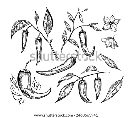 Hot pepper, sketch, engraving style. Hand drawn set, vector illustration, black outline