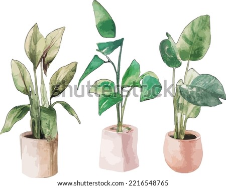 Watercolor tree leaf botanic tropical isolated plant natural pot