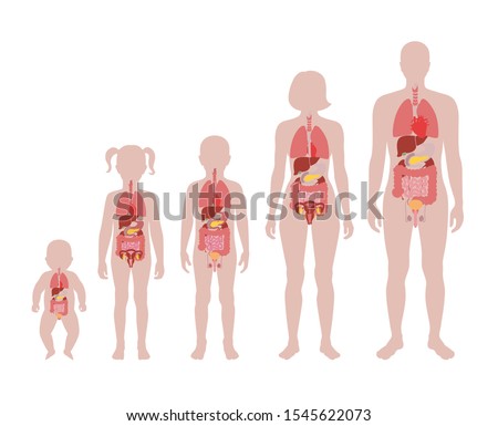 Vector isolated illustration of internal organs in baby, girl, boy, adult man and woman body. Stomach, liver, intestine, bladder, lung, testicle, uterus, pancreas, kidney, heart, bladder icon. 