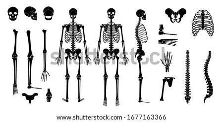 Human man skeleton anatomy in front, profile and back view. Vector isolated flat illustration of skull and bones. Halloween, medical, educational or science banner
