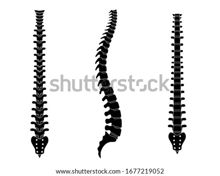 Human spine vector illustration. Backbone and vertebral column anatomy. Scoliosis concept and symbol of spinal surgery. Back posterior, front and side lateral view isolated. Medical science banner 
