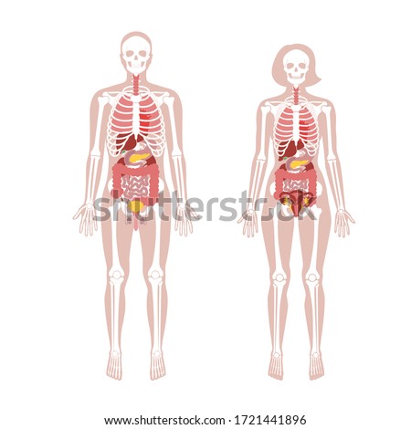 Human woman and man skeleton and internal organs anatomy front view. Vector flat illustration of skull and bones, abdominal organs. isolated on white. Medical, educational or science banner