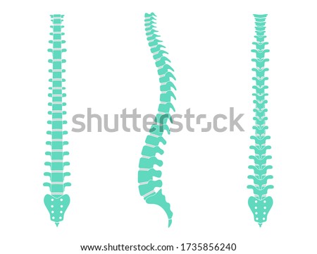 Human spine vector illustration. Backbone and vertebral column anatomy. Scoliosis concept and symbol of spinal surgery. Back posterior, front and side lateral view isolated. Medical science banner .