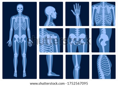Human man skeleton anatomy and parts of male body on x ray view. Vector isolated flat illustration of skull and bones on reontgen. Medical, educational or science banner