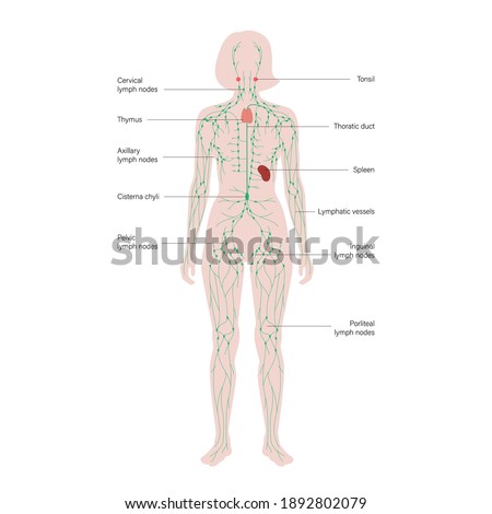 lymphatic system concept. Lymph nodes and ducts in female silhouette. Lymphatic vessels, tonsil, thymus, spleen in woman body. Medical anatomical poster for clinic, education. Flat vector illustration