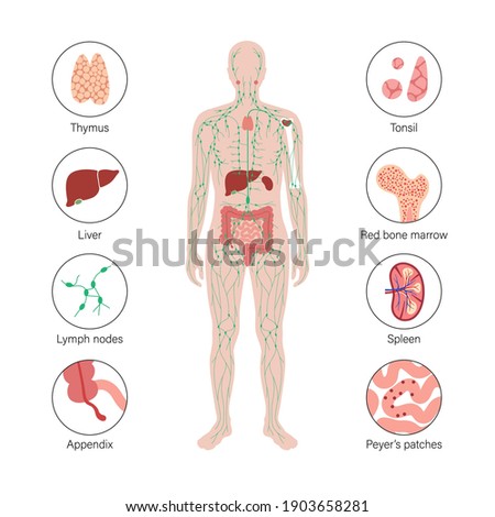 lymphatic and immune system concept. Thymus, liver, appendix and tonsil in female silhouette. Red bone marrow, spleen, peyers patches and intestine anatomy. Medical poster flat vector illustration.