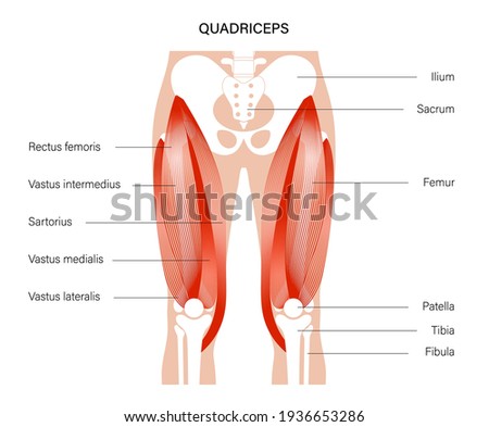 Pelvis and hip bones with quadriceps muscles. Human muscular system. Skeleton anatomical poster for clinic or education. Bodybuilding, workout, strong body concept. Isolated flat vector illustration.