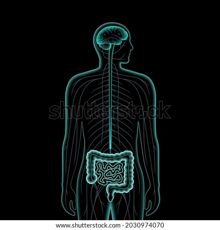 Gut brain connection and microbiome. Enteric nervous system in human body, small and large intestine. Signals from brain to digestive tract. Colon, bowel and cerebrum 3d realistic vector illustration.