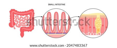 Intestinal villi in the surface area of intestinal walls. Folds, villus, microvilli, epithelial and goblet cells. Small intestine anatomical poster. Digestive system medical flat vector illustration. 商業照片 © 