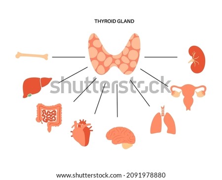 Thyroid gland functions diagram. T3, T4 hormones and calcitonin production. Regulation of metabolic rate, heart, muscle and digestive system. Human endocrine system medical flat vector illustration.