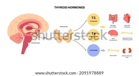 Thyroid gland functions diagram. T3, T4 hormones and calcitonin production. Regulation of metabolic rate, heart, muscle and digestive system. Human endocrine system medical flat vector illustration.