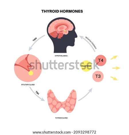 Thyroid gland system diagram. T3, T4 hormones and calcitonin production. Regulation of metabolic rate, heart, muscle and digestive system. Human endocrine system medical flat vector illustration.