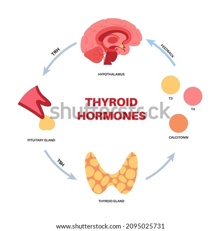 Thyroid gland system diagram. T3, T4 hormones and calcitonin production. Regulation of metabolic rate, heart, muscle and digestive system. Human endocrine system medical flat vector illustration.