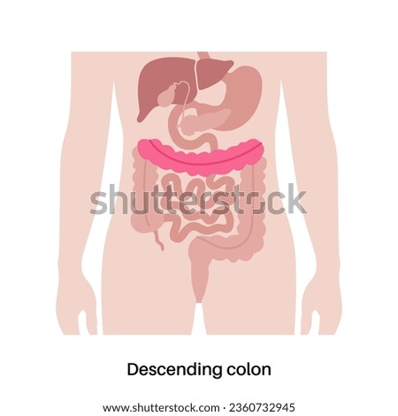 Descending colon poster. Large intestine in the human body. Gastrointestinal disease, diagnostic and treatment in gastroenterology clinic. Digestive tract, examination of bowel vector illustration