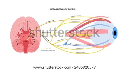 Motor nerves of the eye anatomy poster. Abducens, trochlear and oculomotor nerves in the human brain. Ciliary gland and muscle, coordinate eye position. Sensory and motor functions vector illustration