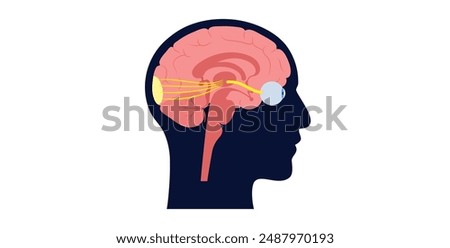 Optic nerve of the human eye anatomical poster. Sending visual messages from eye to brain. Second cranial nerve. Optic tract and chiasm. Thalamus, visual cortex and eyeballs flat vector illustration