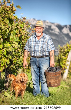 Senior Man with his dog Harvesting Grapes in the Vineyard
