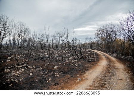 Similar – Image, Stock Photo Forest after fire in Brandenburg X