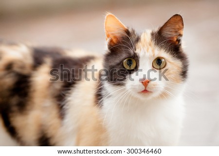Distrustful domestic cat with big eyes