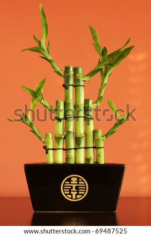 Lucky bamboo on the shelf against red wall
