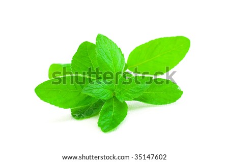 Purple stem curly mint isolated on white background