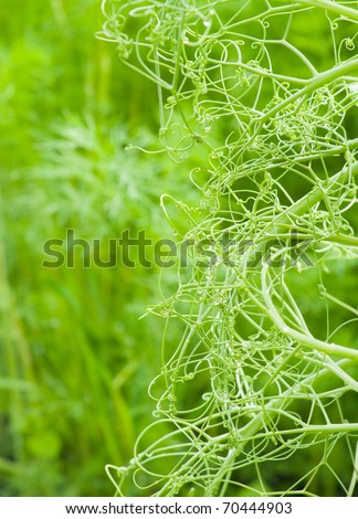 Vegetative background from an interlacing of tendrils of peas