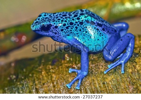 Bright blue poisonous frog