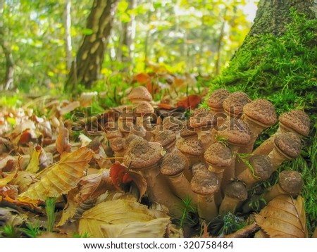 Funny mushrooms family. Carpathian mountains. Ukraine. Europe.