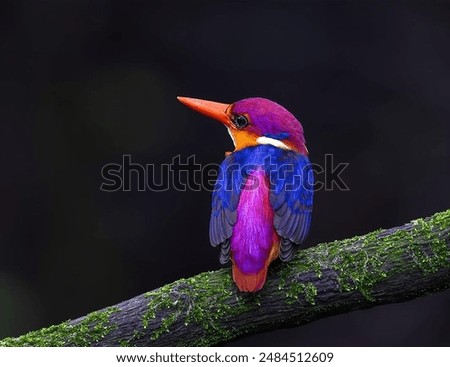 Similar – Image, Stock Photo Kingfisher Portrait