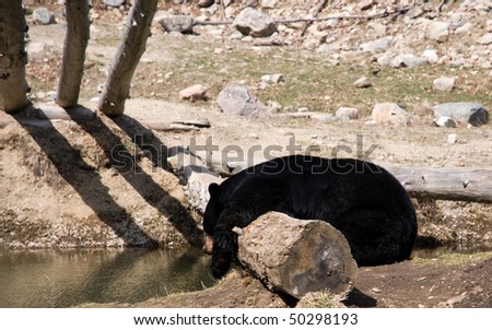 Sleeping black bear, on log over water, enjoying first days of spring