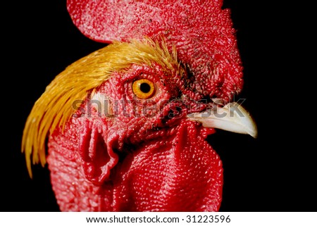head of a rooster isolated on white