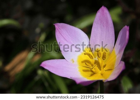 Similar – Image, Stock Photo Tulip Lilac Wonder Light