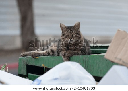 Similar – Foto Bild Straßenkatze in einem Dorf