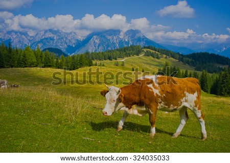 LOZZO DI CADORE, DOLOMITES/ITALY, SEPTEMBER 7, 2013: grazing lands at Pian dei Buoi an upland surrounded by Dolomites peaks