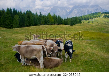 LOZZO DI CADORE, DOLOMITES/ITALY, SEPTEMBER 7, 2013: grazing lands at Pian dei Buoi an upland surrounded by Dolomites peaks
