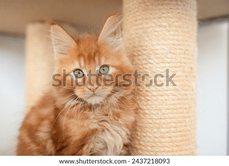 Similar – Foto Bild neugieriges Maine Coon Kätzchen will nach oben klettern