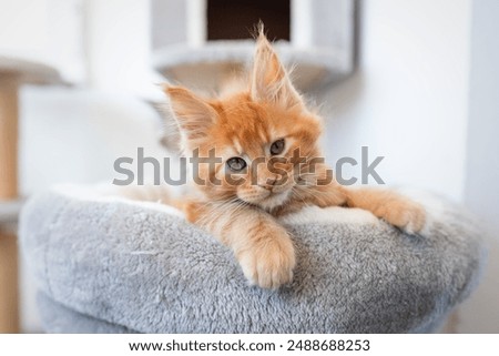 Similar – Image, Stock Photo Curiously, the Maine Coon cat peers over the edge of the sofa. Fotoline certainly doesn’t notice that she has snuck up and is about to chase her feet. Or maybe she does?