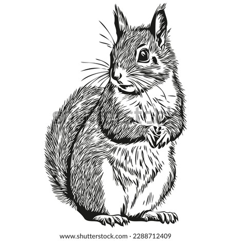Squirrel Outline | Free download on ClipArtMag