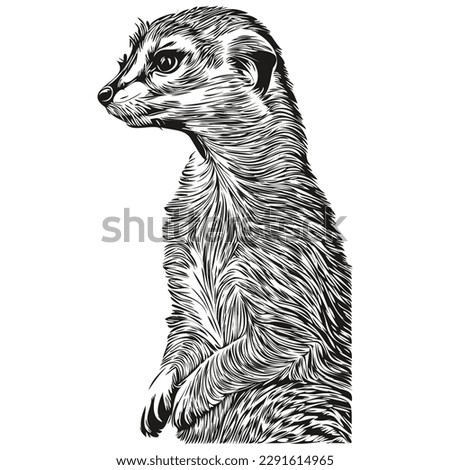 Funny cartoon Meerkat, line art illustration ink sketch Meerkats
