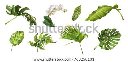 Vector realistic illustration set of tropical leaves and flowers isolated on white background. Highly detailed colorful plant collection. Botanical elements for cosmetics, spa, beauty care products